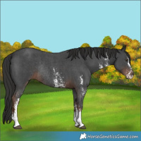 Horse Color:Liver Chestnut Sabino Rabicano