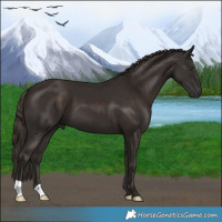 Horse Color:Liver Chestnut 