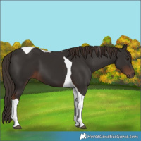 Horse Color:Liver Chestnut Tobiano 
