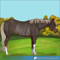 Horse Color:Liver Chestnut Rabicano