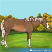 Horse Color:Chocolate Palomino 