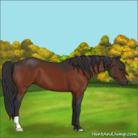 Horse Color:Brown 