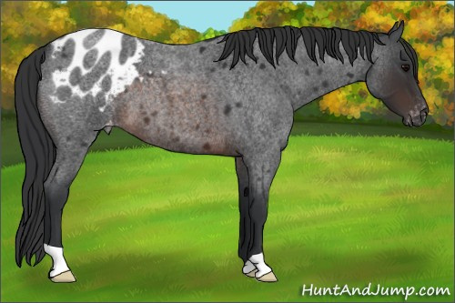 Horse Color:Brown Roan Appaloosa 
