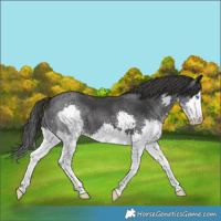 Horse Color:Black Splash 