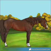 Horse Color:Liver Chestnut 