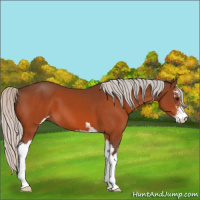 Horse Color:Silver Bay Sabino 