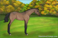 Horse Color:Brown Dun 