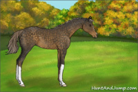 Horse Color:Chocolate Palomino 