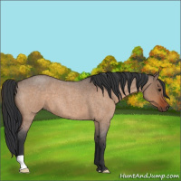 Horse Color:Bay Roan Dun 