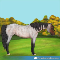 Horse Color:Brown Roan Rabicano 