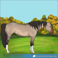 Horse Color:Brown Dun 