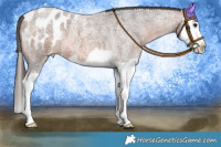 Horse Color:Brown Roan Splash Appaloosa 