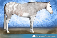 Horse Color:Brown Roan Splash Blanket 