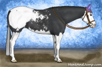 Horse Color:Black Splash Appaloosa 