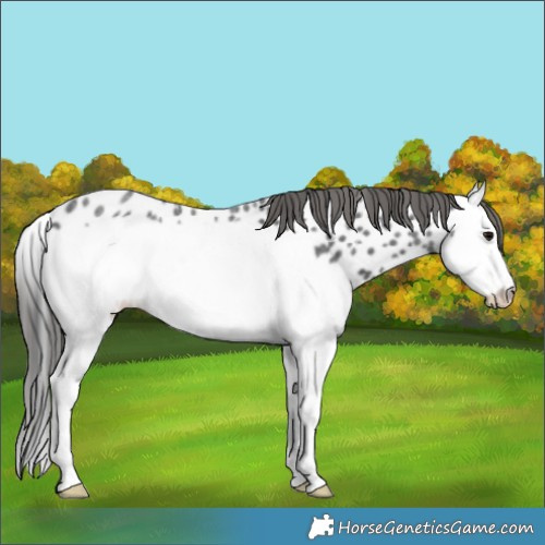 Horse Color:Blue Roan Splash Frame Appaloosa 