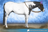 Horse Color:Black Tobiano Appaloosa 