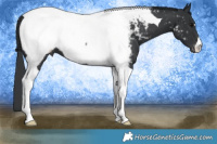 Horse Color:Black Tobiano Appaloosa 