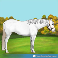 Horse Color:Buckskin Sabino Snowflake Varnish