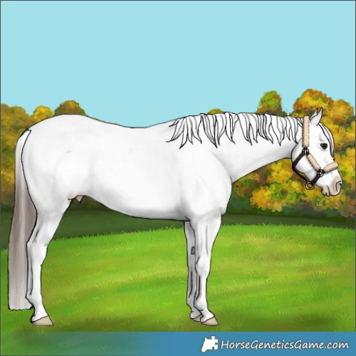 Horse Color:White Spotted Brown Appaloosa 