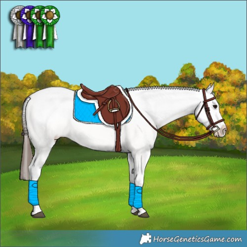 Horse Color:White Spotted Bay Appaloosa 