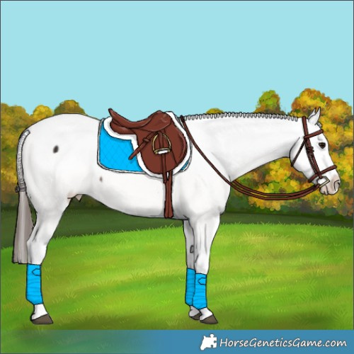 Horse Color:White Spotted Bay Appaloosa 