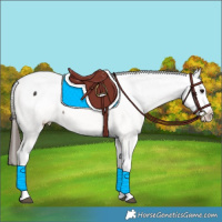 Horse Color:White Spotted Bay Appaloosa