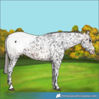 Horse Color:White Spotted Bay Appaloosa