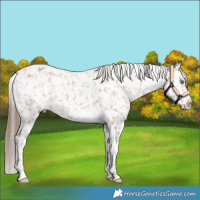 Horse Color:Amber Champagne Appaloosa