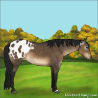 Horse Color:Gray Brown Dun Appaloosa 