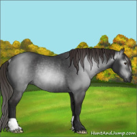 Horse Color:Gray Liver Chestnut Rabicano 