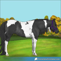 Horse Color:Black Tobiano Rabicano