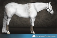 Horse Color:Gray White Spotted Amber Champagne Splash Rabicano 