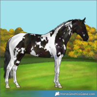 Horse Color:White Spotted Midnight Brown Dun Tobiano 