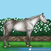 Horse Color:Gray Silver Smoky Black 