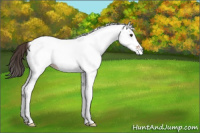 Horse Color:White Spotted Bay Appaloosa Rabicano 
