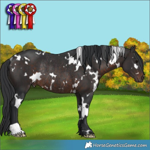 Horse Color:White Spotted Brown Rabicano 