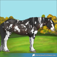 Horse Color:White Spotted Brown Splash Appaloosa Rabicano 