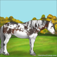 Horse Color:White Spotted Brown Splash 