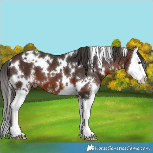 Horse Color:White Spotted Brown Sabino Splash Appaloosa 