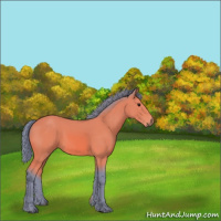 Horse Color:Watercolor Bay 