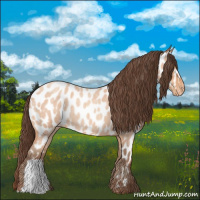Horse Color:Amber Champagne Roan Appaloosa 