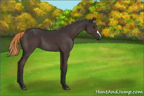 Horse Color:Liver Chestnut 