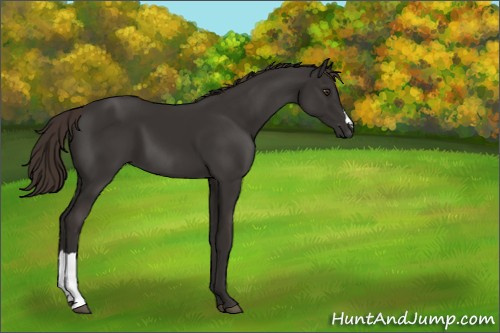 Horse Color:Liver Chestnut 