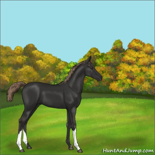 Horse Color:Liver Chestnut 