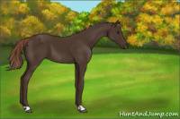 Horse Color:Liver Chestnut