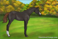 Horse Color:Liver Chestnut 