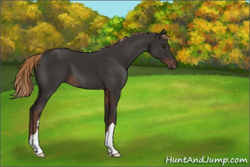 Horse Color:Liver Chestnut