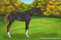 Horse Color:Liver Chestnut 