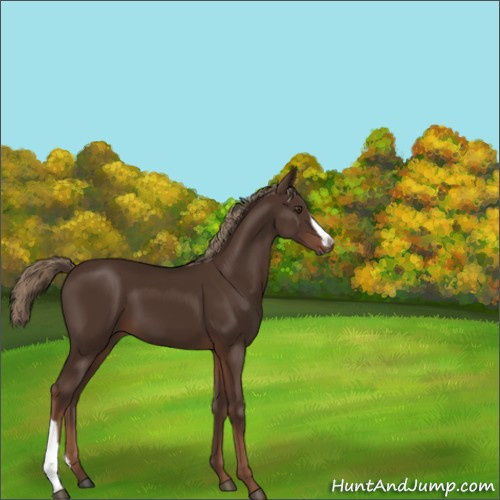 Horse Color:Liver Chestnut 