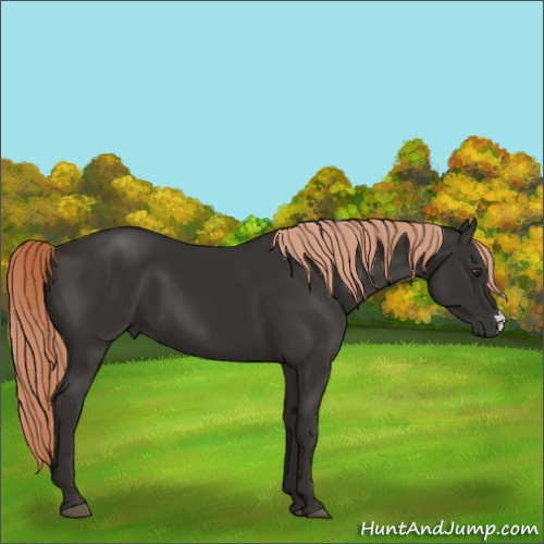 Horse Color:Liver Chestnut 